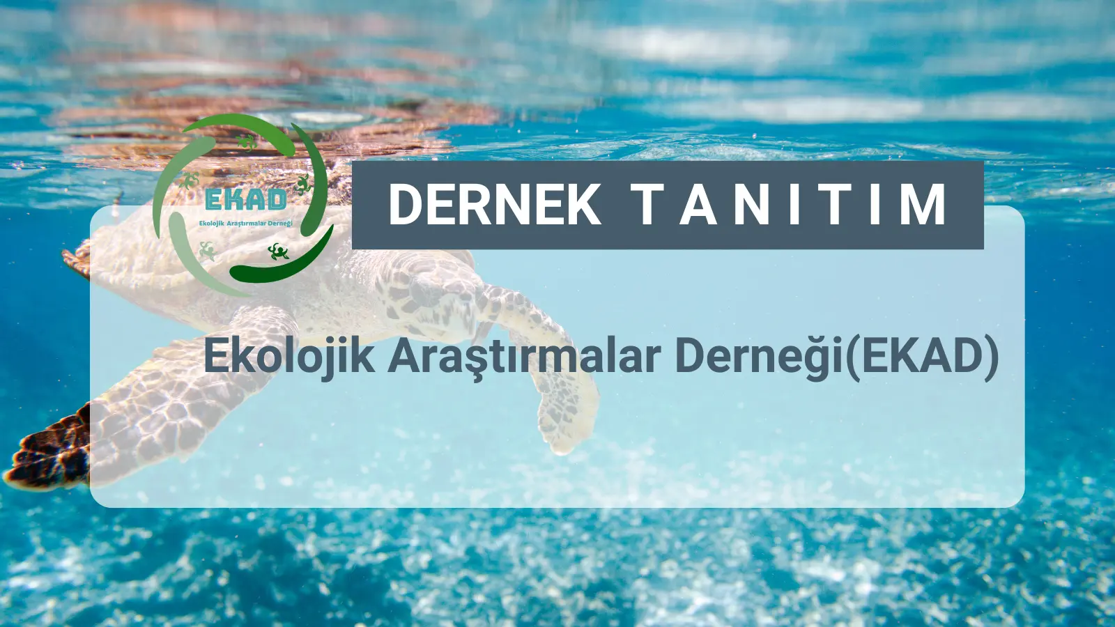 Ekolojik Araştırmalar Derneği (EKAD), çoğunluğu biyoçeşitlilik ve doğa koruma konusunda uzman akademisyenler tarafından 2003 yılında kurulmuştur. Dernek, kuruluşundan bu yana akademik çevreler, ilgili bakanlıklar, belediyeler, özel işletmeler ve diğer sivil toplum kuruluşlarıyla uyumlu bir iş birliği içinde çalışmaya devam etmektedir. Yurt içi ve yurt dışından gelen gönüllülerin de desteğiyle faaliyetlerini çeşitlendirmekte ve geliştirmektedir.